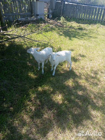Ягнята Белый Дорпер