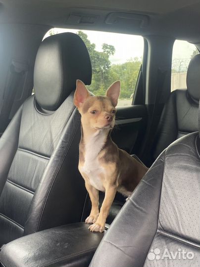 Вязка чихуахуа мальчик