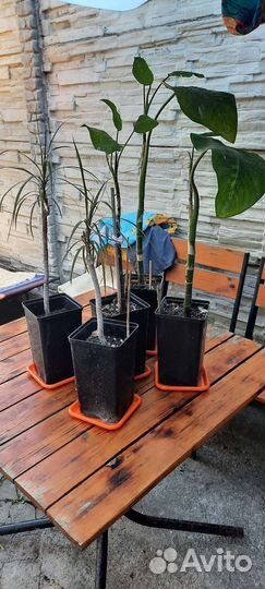 Комнатные растения