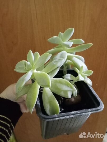 Хойя, молочай, граптопеталлум