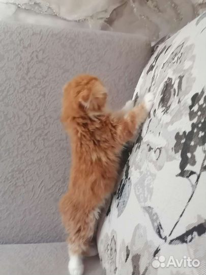 Котятки