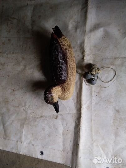 Утка подсадная(приманка)