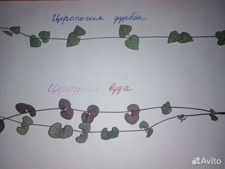 Суккуленты-4