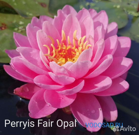 Нимфея Perryis Fire Opal