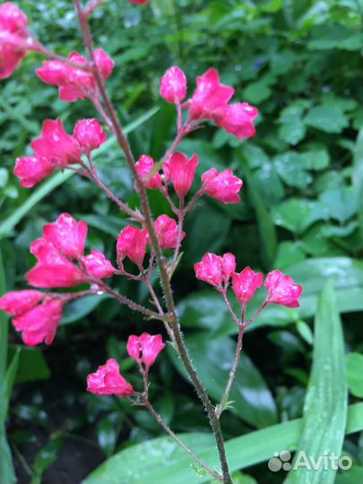 Гейхера цыганская скрипка