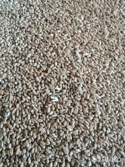 Пшеница фураж