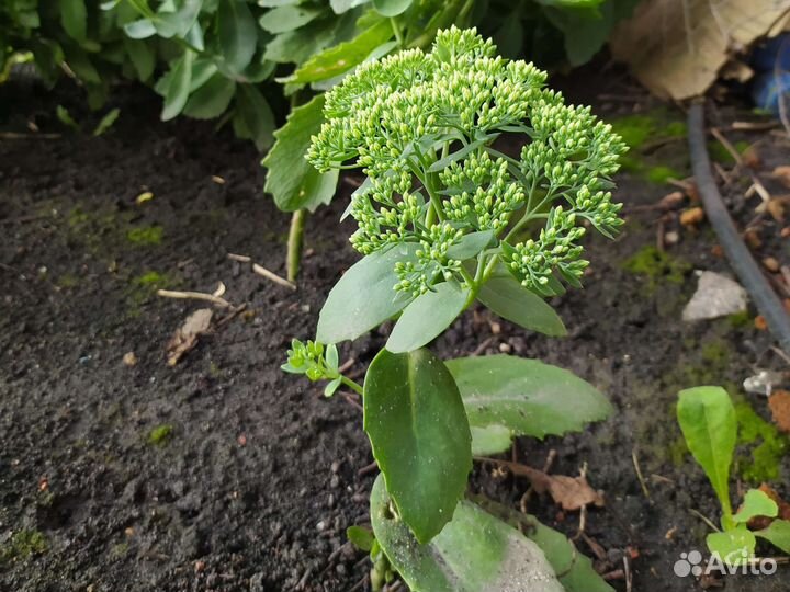 Многолетники садовые