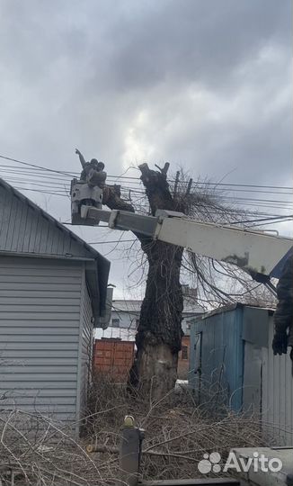 Спил и обрезка деревьев