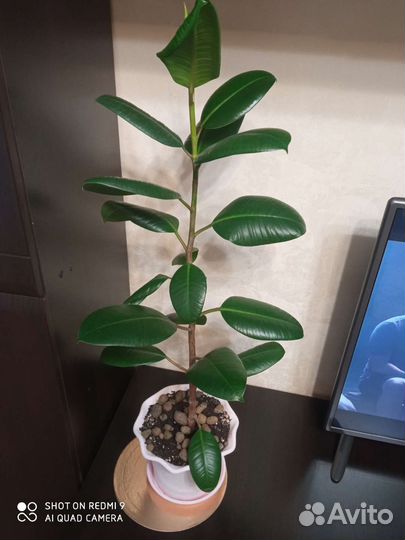 Фикус каучуконосный Куча
