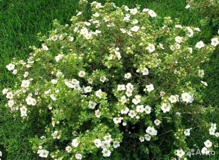 Спирея серая Грефшейм