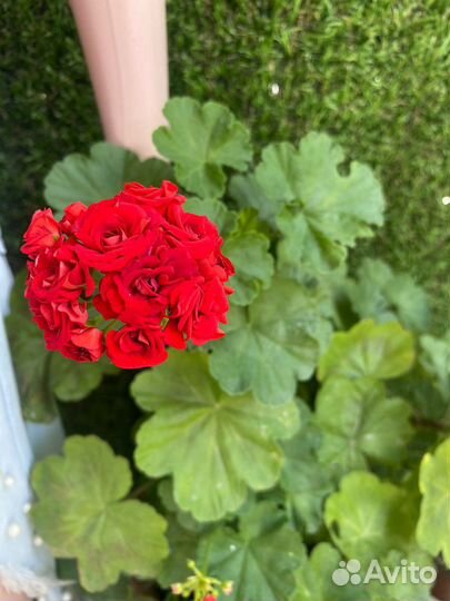 Пеларгония герань