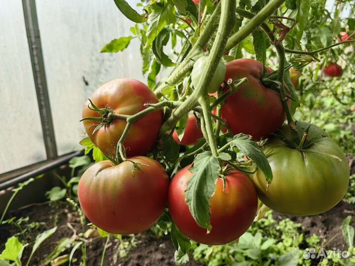 Помидоры домашние красные с куста