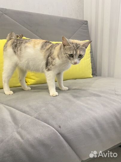 Кошка стерилизованная