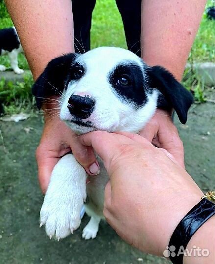 Щенки бесплатно