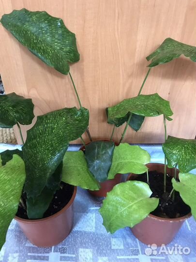 Калатеи и маранты