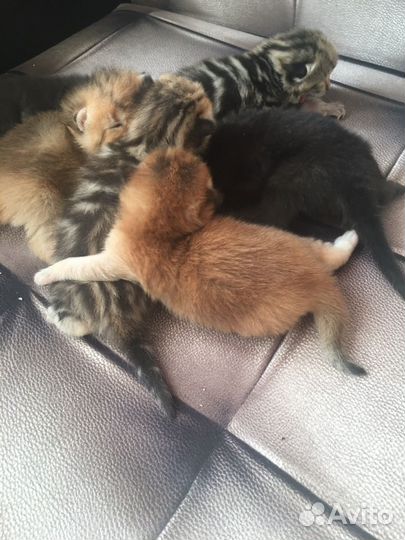 Шотландские прямоухие котята