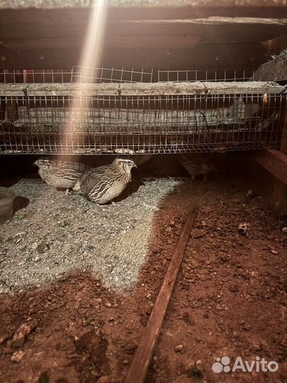 Инкубационное яйцо перепелки