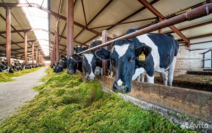 Дояр на ферму ст.Выселки вахта