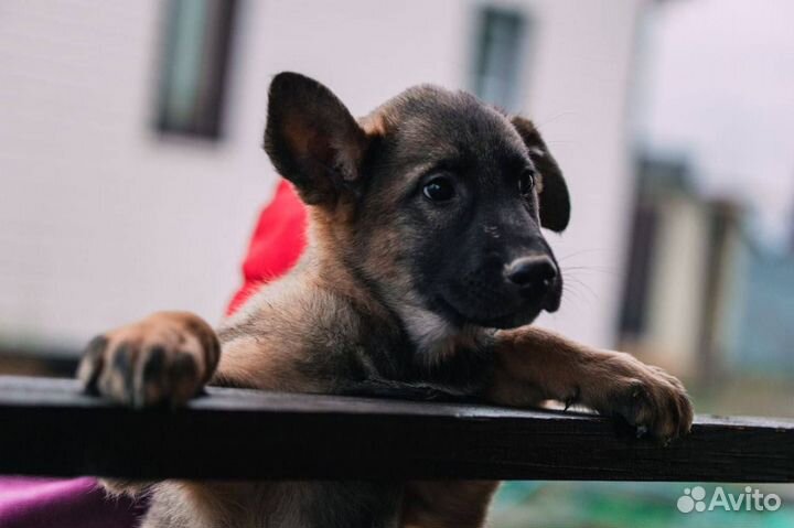 Щенок в добрые руки