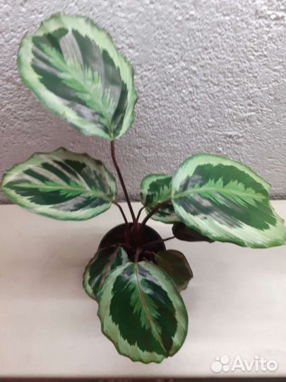 Калатея Марион