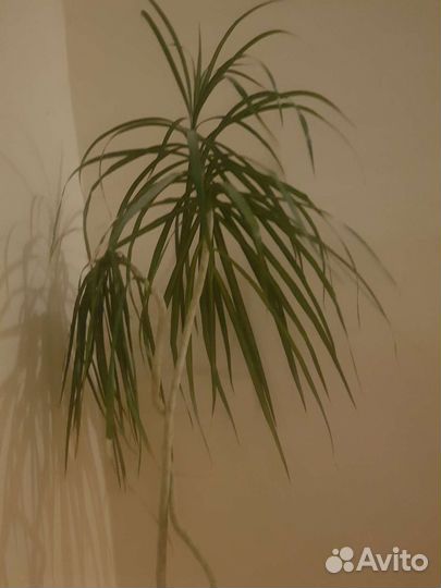 Пальма драцена большая от 1,9 м