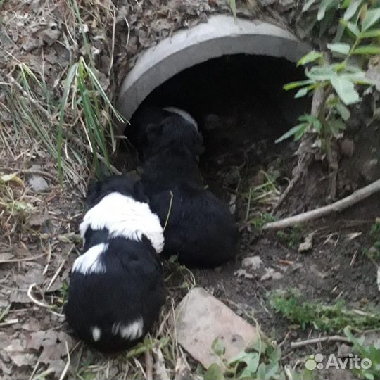 Собака в добрые руки отдам бесплатно