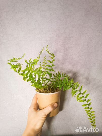 Папоротник нефролепис