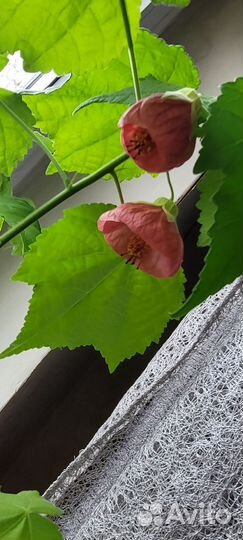 Клен комнатный абутилон