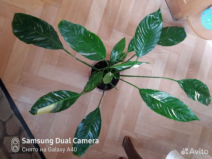 Спатифиллум пестролистный