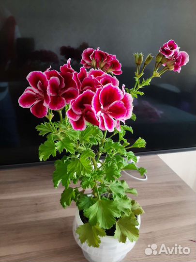Пеларгония королевская