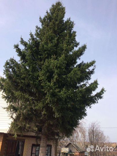 Ель живая