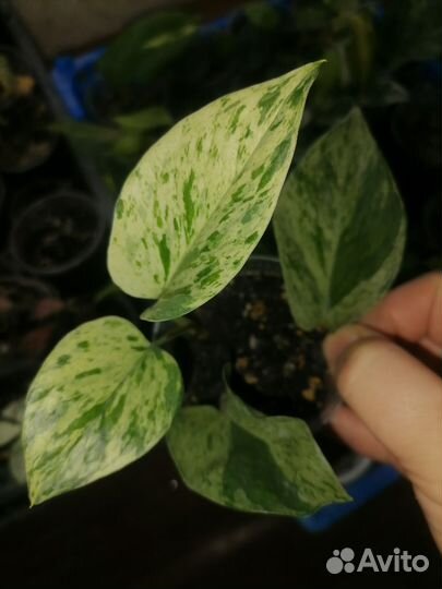 Комнатные цветы