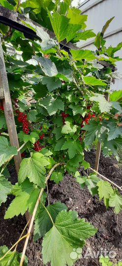 Красная смородина ягоды