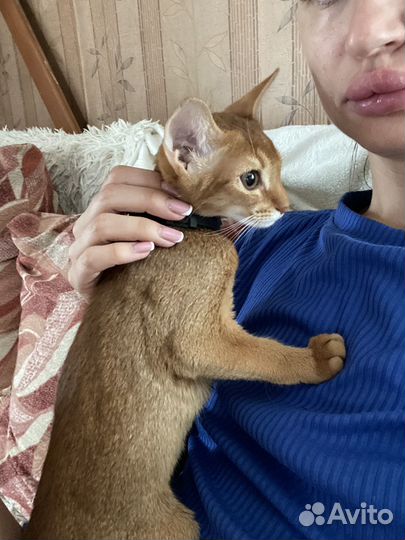 Абиссинская кошка