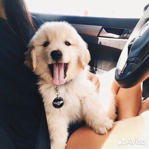 Выгул собак