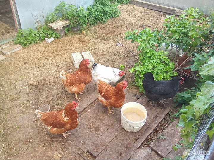 Куры несушки