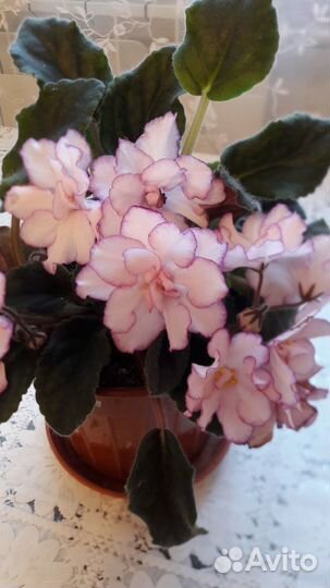 Комнатные цветы фиалки