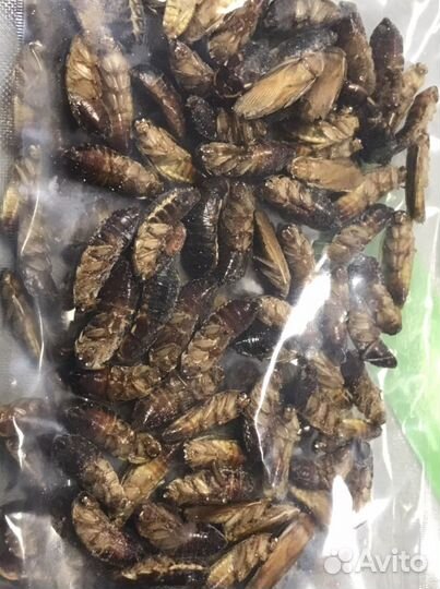 Замороженный туркменский таракан