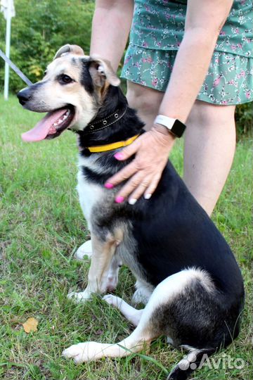 Щенок девочка ищет дом. Доставка