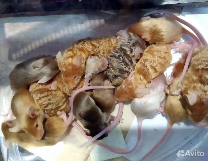 Мышата сатиновые рексовые