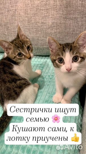 Кошка в дар