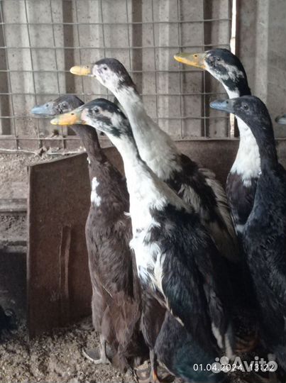 Инкубационное яйцо утиное Индийского бегунка