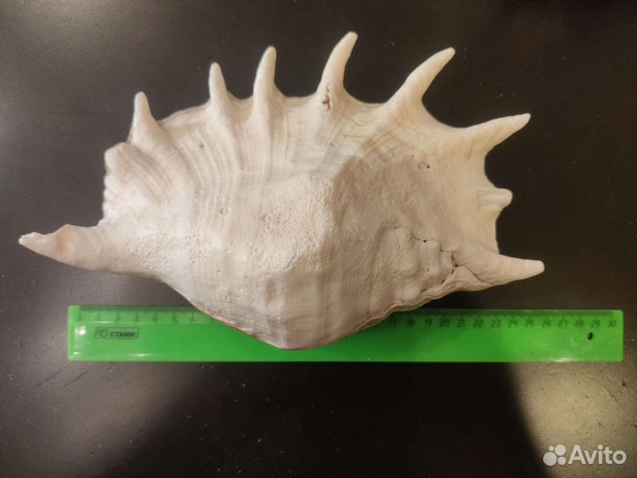 Ракушка океаническая