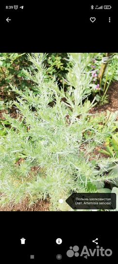 Полынь шелковистая