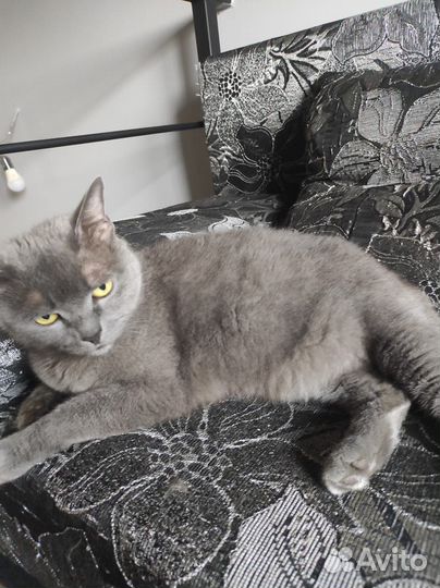 Британская кошка