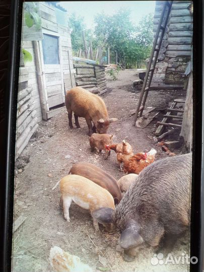 Поросята мангалица