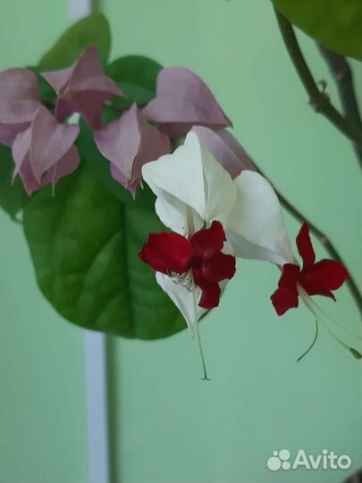 Клеродендрум томпсон