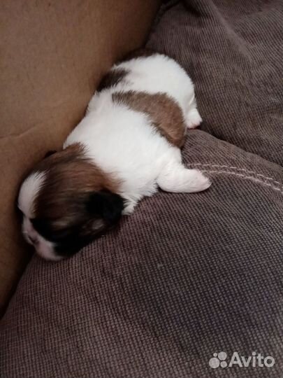 Щенки пекинеса