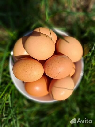 Домашние куриные яйца