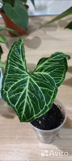 Сингониум Голден Венейшн